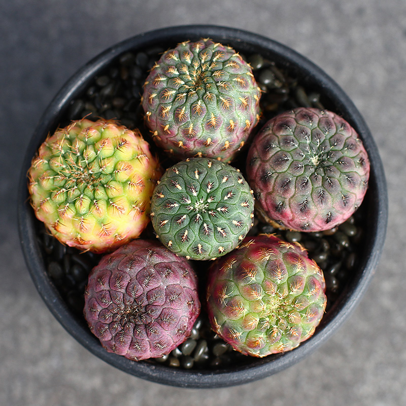 紫黄黑丽丸沟宝仙人球