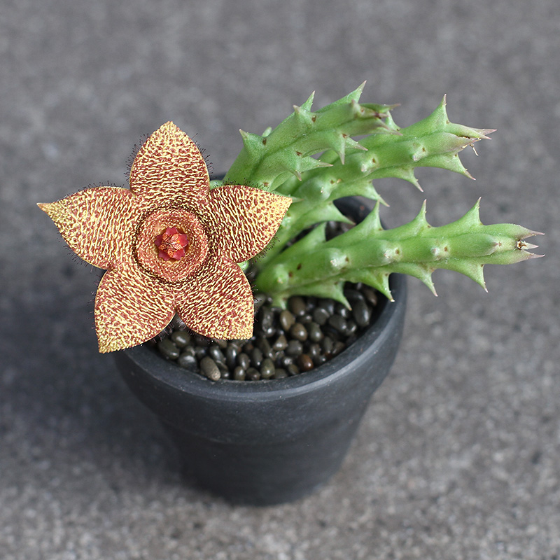 植物员外 麻点豹皮花orbea pulchella萝藦科豹皮花属多肉植物盆栽