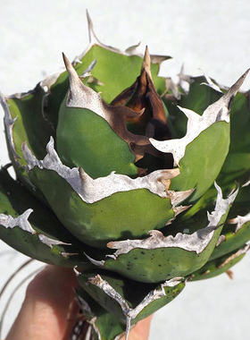 植物员外 螃蟹Agave titanota crab一物一拍 仁王冠龙舌兰盆栽