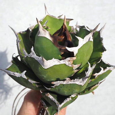 螃蟹一物一拍仁王冠龙舌兰