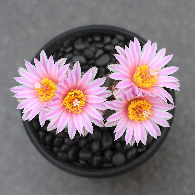 植物员外 长城丸turbinicarpus pseudomacrochele 娇丽属仙人球