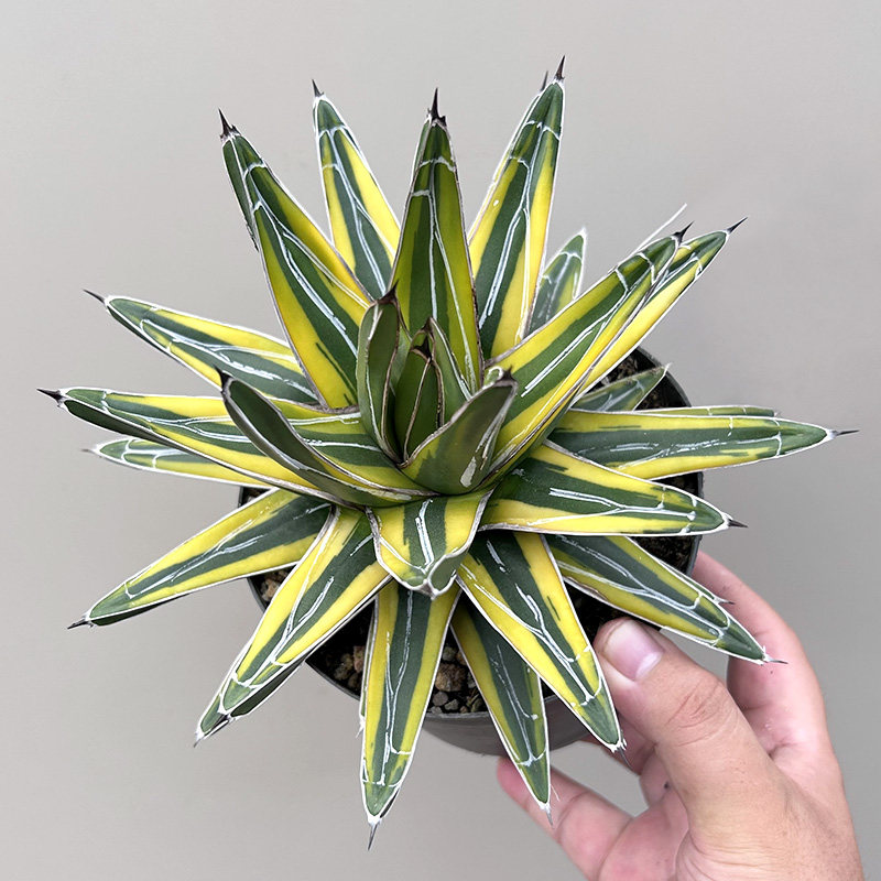 植物员外 笹之雪锦世之雪锦一物一拍 龙舌兰庭院绿植盆栽多肉植物
