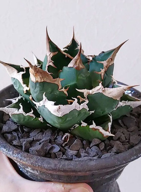 植物员外 白火焰Agave white fire一物一拍 严龙仁王冠龙舌兰盆栽