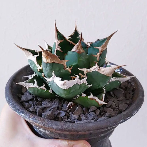 植物员外 白火焰Agave white fire一物一拍 严龙仁王冠龙舌兰盆栽