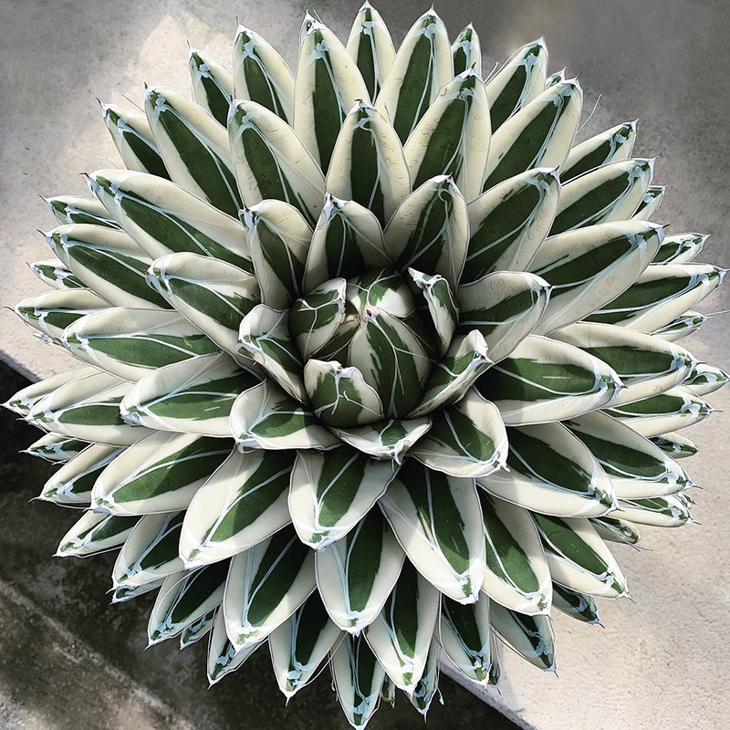 植物员外冰山龙舌兰 Agave victori一物一拍精品白覆伦多肉盆栽-封面