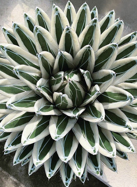 植物员外 冰山龙舌兰 Agave victori一物一拍 精品白覆伦多肉盆栽
