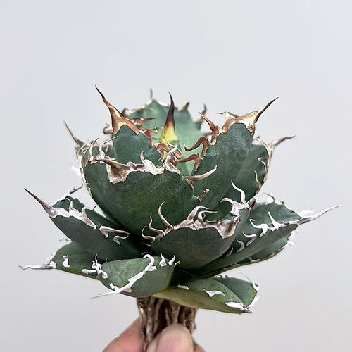 植物员外 梭子蟹 一物一拍 仁王冠系列 龙舌兰 植物 盆栽