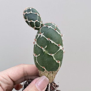 美纹仙人掌沙生景观多肉盆栽 zebrina 龟甲团扇Opuntia 植物员外