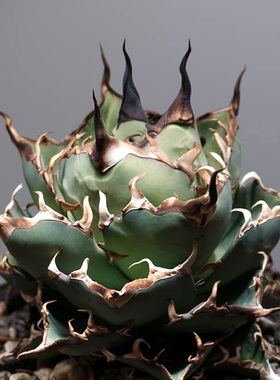 植物员外 黑帝斯Agave Titanota Hades一物一拍 仁王冠龙舌兰盆栽