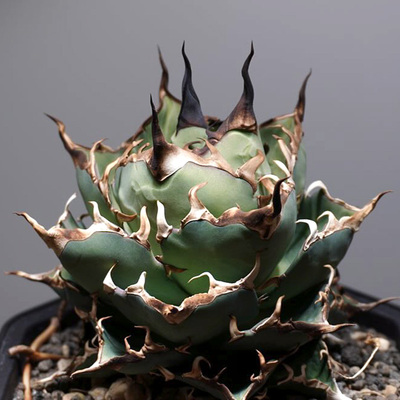 黑帝斯一物一拍仁王冠龙舌兰