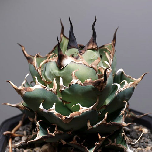 黑帝斯一物一拍仁王冠龙舌兰