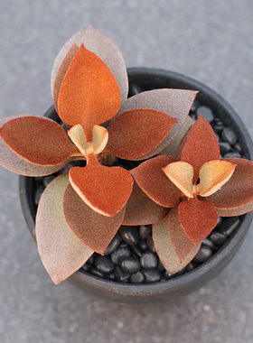 植物员外 金景天 稀有橙色金兔耳伽蓝菜属多肉植物组合盆栽萌肉肉