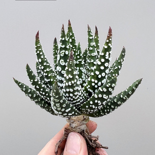 植物员外 烟圈冬之星座一物一拍 精养成株硬叶十二卷多肉组合盆栽