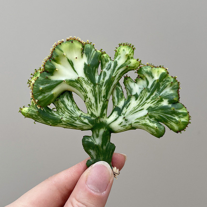 植物员外 彭珊瑚锦缀化 光棍树锦一物一拍 稀有大戟科多肉盆栽