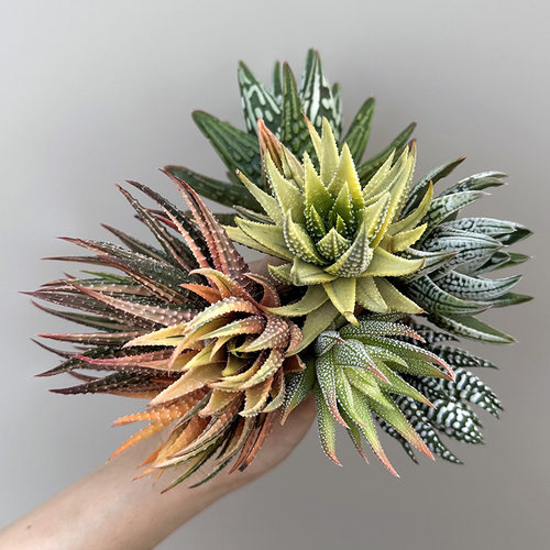 员外硬叶十二卷稿锦多肉植物