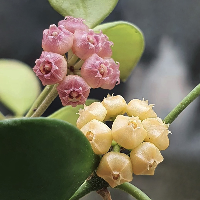 植物员外 黄烧麦粉烧麦Hoya heuschkeliana  休斯科尔球兰多肉 鲜花速递/花卉仿真/绿植园艺 时令草本花卉 原图主图