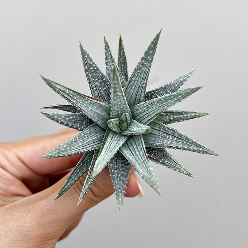 植物员外 银鹤白锦 一物一拍硬叶十二卷 稀有品种多肉绿植盆栽