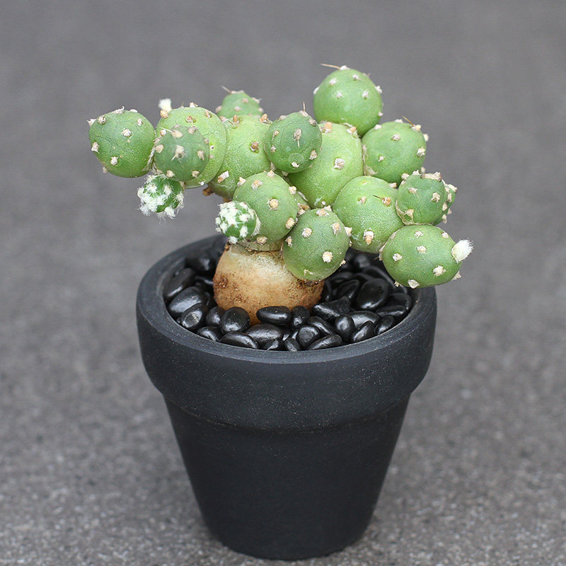 植物员外 罗西安娜团扇tephrocactus rossianus 黄花无刺仙人掌