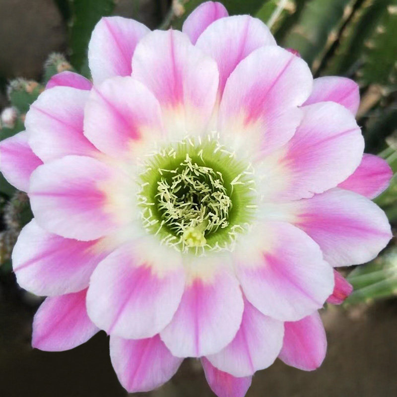 植物员外 调色板丽花 短刺紫白复色大花丽花球属仙人球多肉盆栽