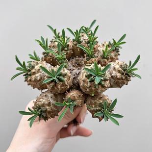 植物员外 峨眉山群生一物一拍 小菠萝大戟科块根多肉植物阳台盆栽