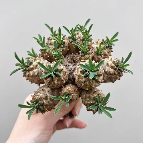 大戟科峨眉山无刺小菠萝多肉植物