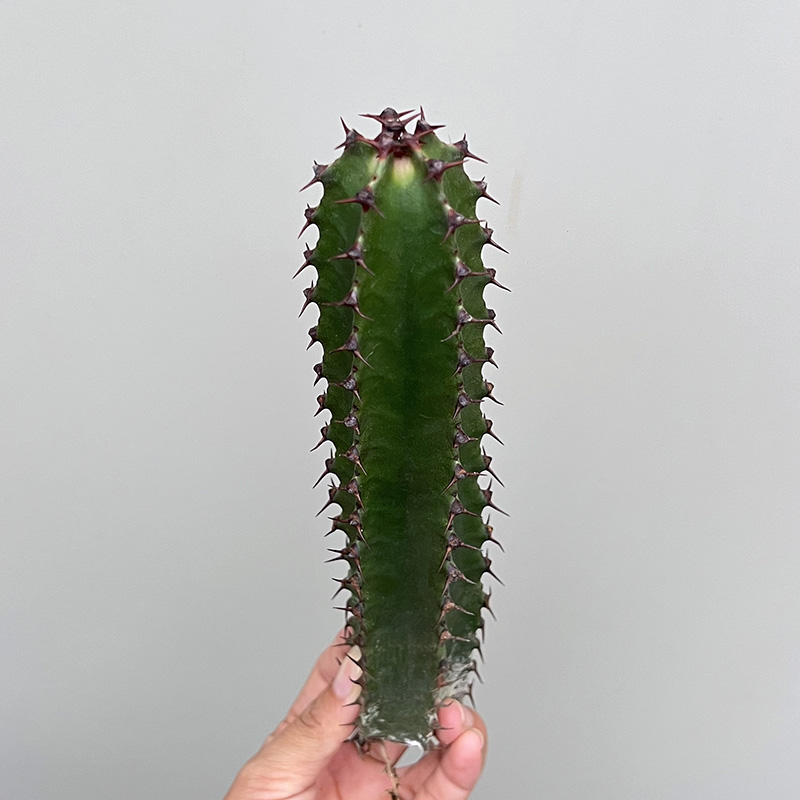 墨麒麟一物一拍大戟科