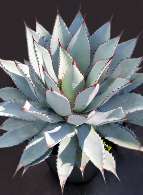 植物员外 羽扇之舞一物一拍 蓝肌白粉屈原之舞杂血雨龙舌兰盆栽