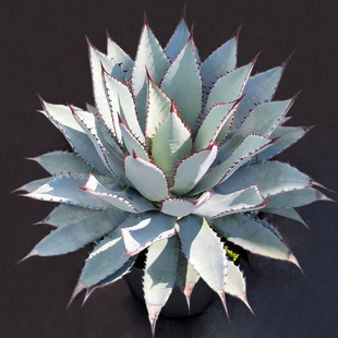 植物员外 羽扇之舞一物一拍 蓝肌白粉屈原之舞杂血雨龙舌兰盆栽