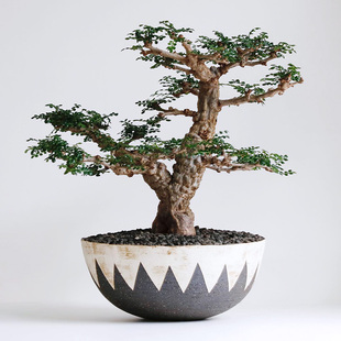 植物员外 列加漆树Operculicarya decaryi一物一拍扦插苗块根盆栽