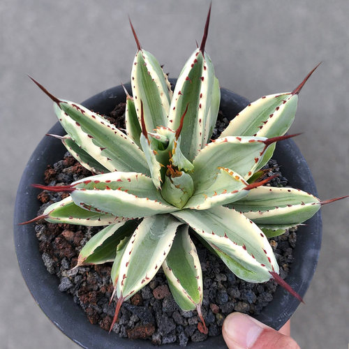 贝壳龙白覆轮龙舌兰一物一拍