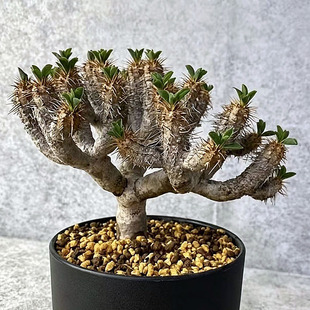 植物员外 鬼切阁 Euphorbia 一物一拍 大戟科 块根 多肉植物 盆栽