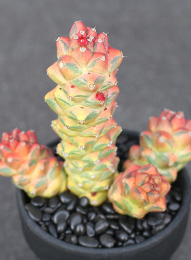 植物员外 将军阁锦群生一物一拍 稀有红黄色 大戟科多肉植物盆栽