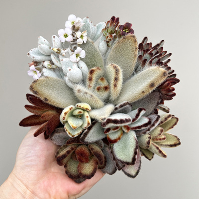 植物员外 兔耳系列伽蓝菜属 月兔耳福兔耳泰迪熊多肉植物组合盆栽