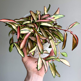 variegata wayetii 室内盆栽绿植 冰糖威特内锦球兰Hoya 植物员外