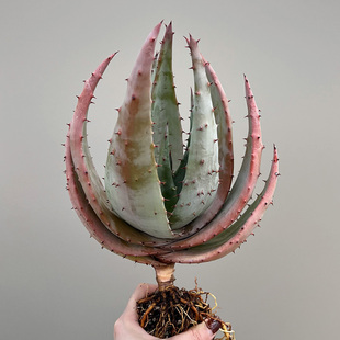 植物员外 山地沙漠阳台庭院造景多肉盆栽 鬼切芦荟实生一物一拍