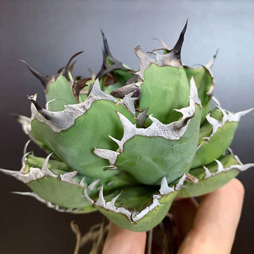 黑鲸仁王冠严龙龙舌兰