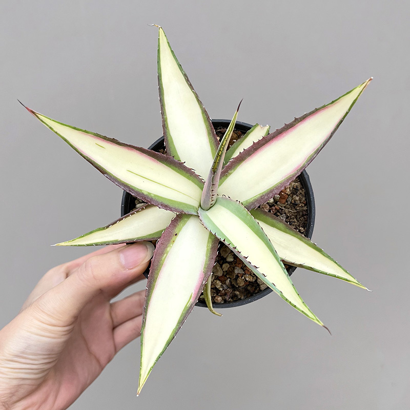 植物员外翠玉龙agave guiengola覆轮锦黄中斑龙舌兰多肉绿植盆栽-封面