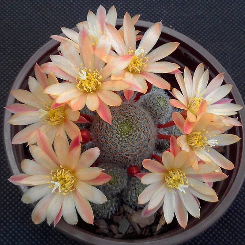植物员外 日出 rebutia cv "sunrise"  复色宝山属子孙球仙人球