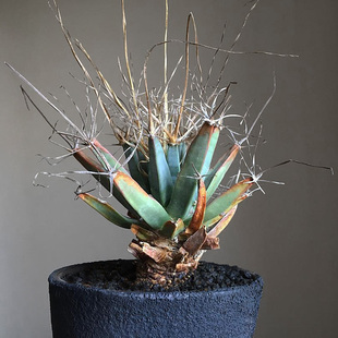 植物员外 光山 Leuchtenbergia principis 黄花仙人球多肉植物