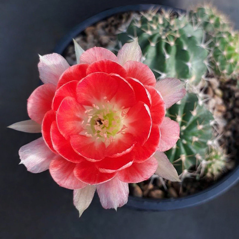 植物员外 火焰丽花tl7 一物一拍 丽花球属 lobivia 开花仙人球