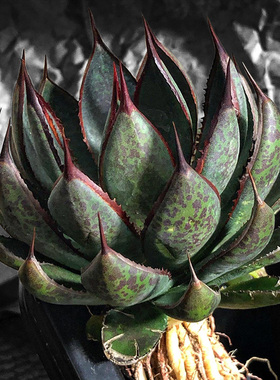 植物员外 祈祷之手mangave praying hands一物一拍血雨龙舌兰盆栽