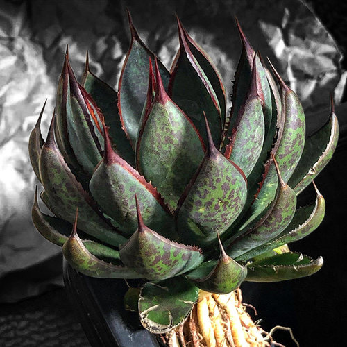 祈祷之手上帝之手血雨龙舌兰盆栽