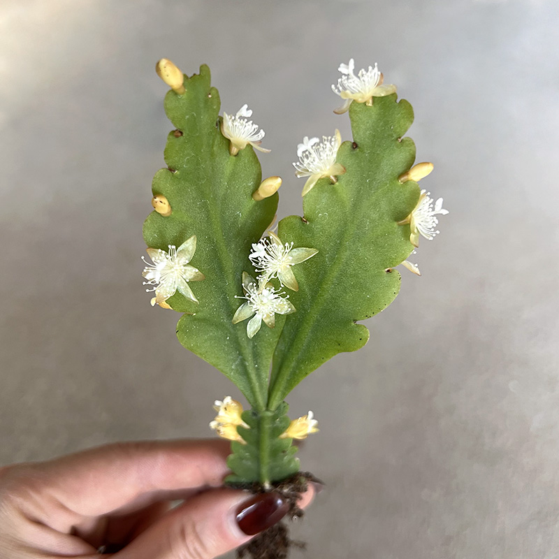 植物员外羽叶丝苇稀有可垂吊雨林仙人掌绿植多肉植物组合盆栽-封面