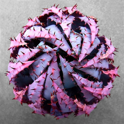 芦荟组合盆栽多肉植物