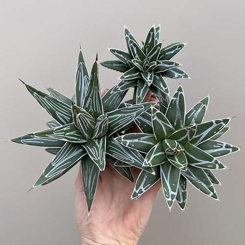 植物员外笹之雪世之雪龙舌兰