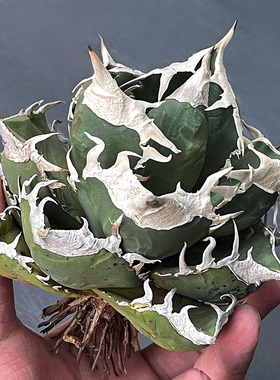 植物员外 立可白Agave titanota sad一物一拍 白钻石仁王冠龙舌兰