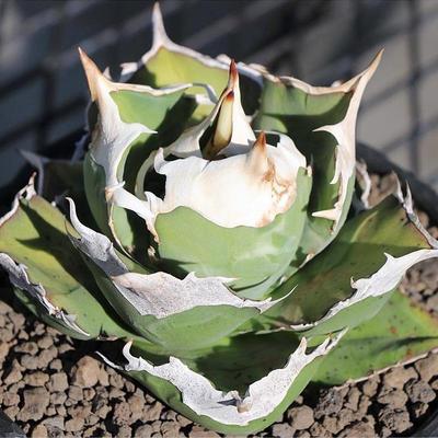 龙舌兰白犀牛仁王冠多肉盆栽