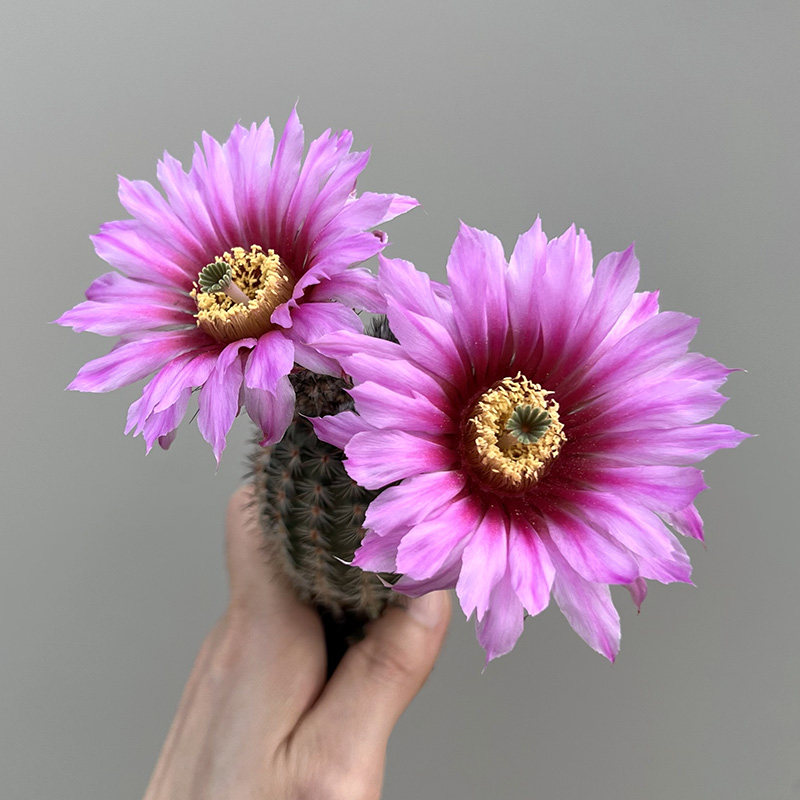 植物员外 折墨虾echinocereus melanocentrus 鹿角柱属开花仙人球