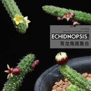 植物员外 青龙角属集合 苹果萝藦红花黄花紫壶萝藦科多肉组合盆栽