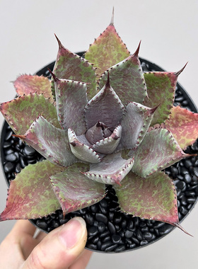 植物员外 厚叶血雨一物一拍 龙舌兰阳台庭院绿植多肉组合盆栽